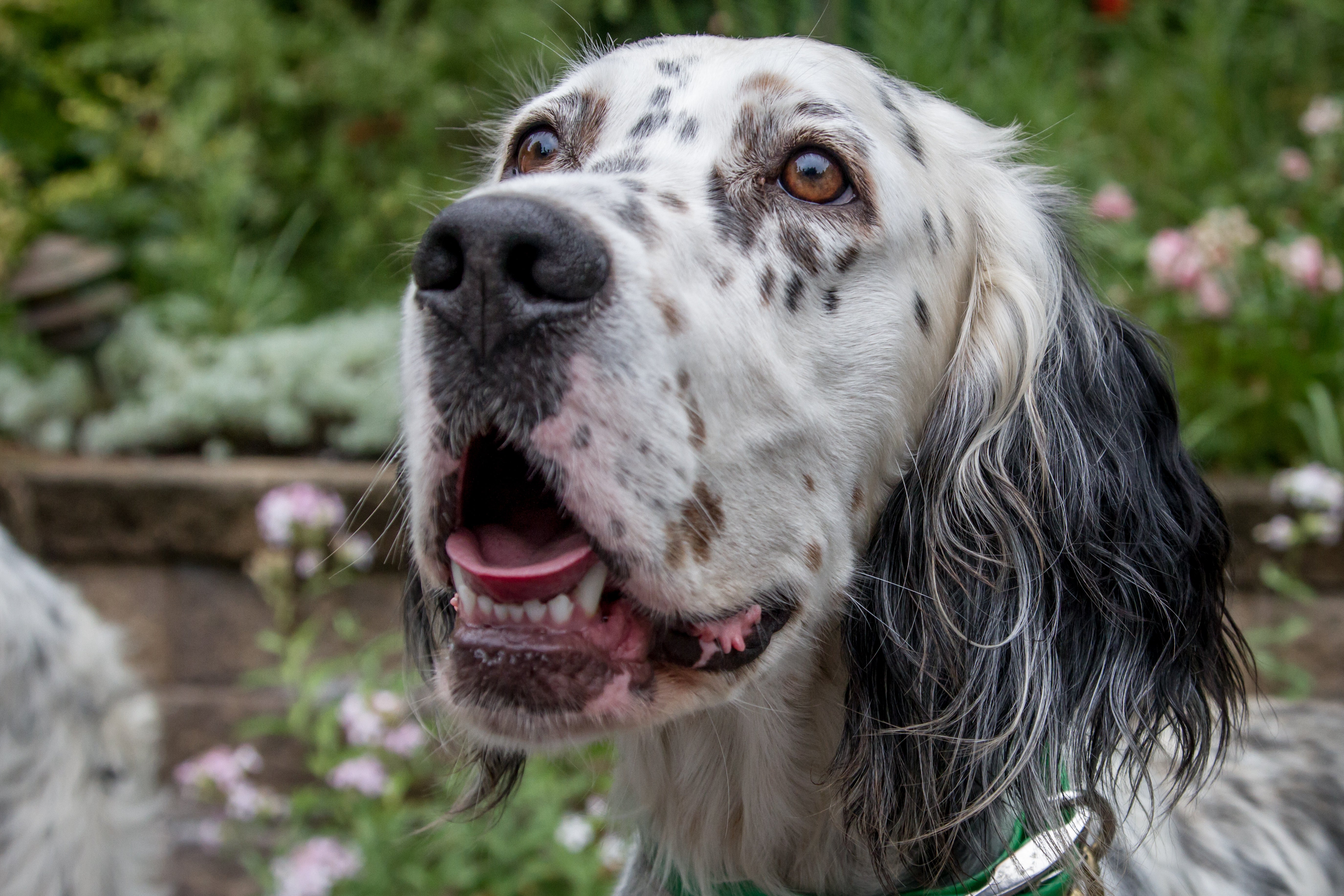 Fun Trial Dog Registration