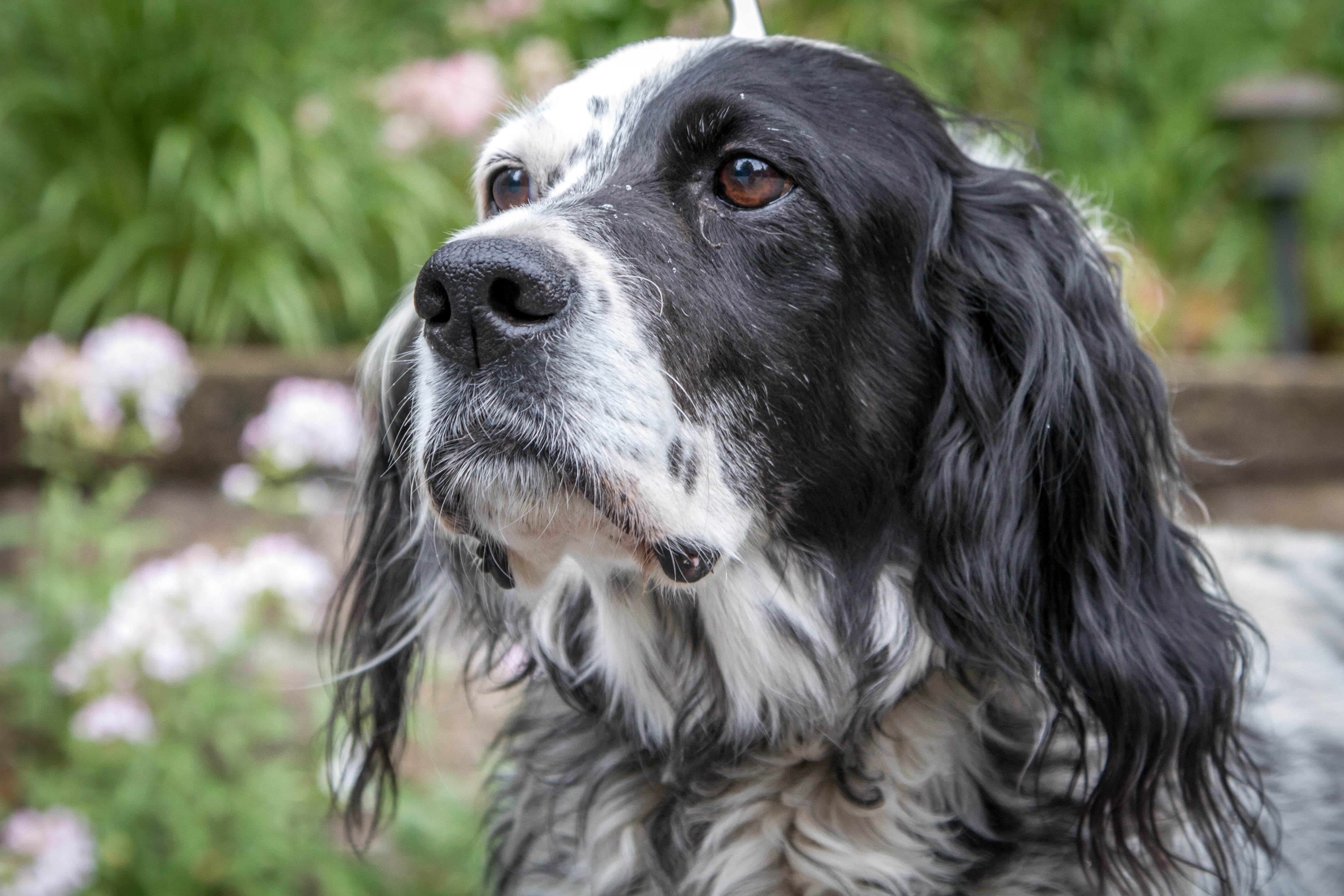 Fun Trial Dog Registration