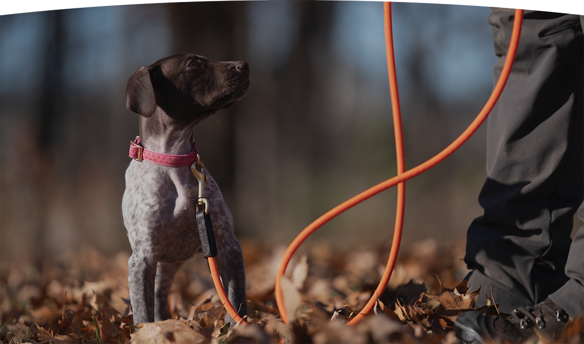 Second Chance Bird Dogs